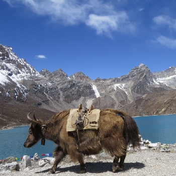 Flora and Fauna in Annapurna Region