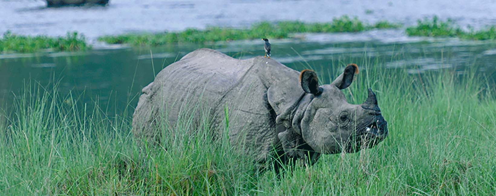 02 Nights | 03 Day Chitwan Jungle Safari